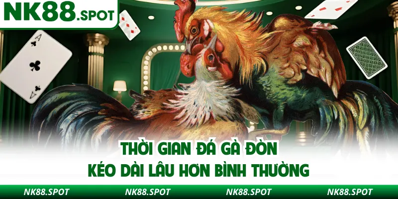 Thời gian đá gà đòn kéo dài lâu hơn bình thường 